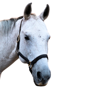 A dapple gray horse head with a black halter.